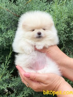POMERANIAN BOO YAVRULAR 2