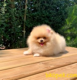 Pomeranian Boo Yavrular 1