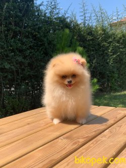 Pomeranian Boo Yavrular 2