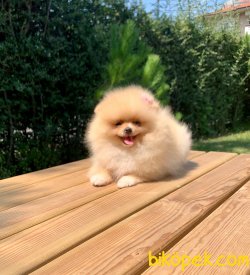 Pomeranian Boo Yavrular 3