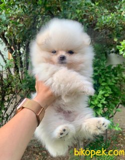 Pomeranian Boo Yavrular 5