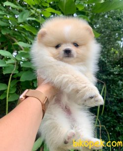 Pomeranian Boo Yavrular 4
