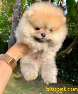 Pomeranian Boo Yavrular 1