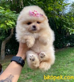 Pomeranian Boo Yavrular 2