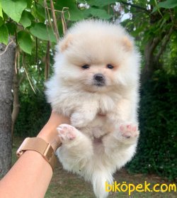 Pomeranian Boo Yavrular 3