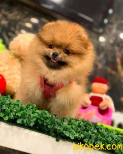 Pomeranian Boo Yavrular 5