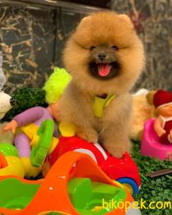 Pomeranian Boo Yavrular 4