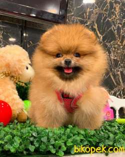 Pomeranian Boo Yavrular 2