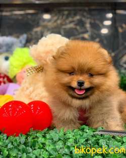 Pomeranian Boo Yavrular 3