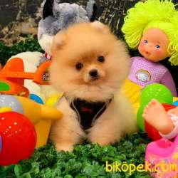 Pomeranian Boo Yavrular 1