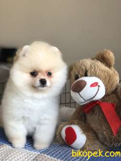 POMERANİAN BOO YAVRULAR 2