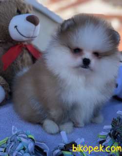 POMERANİAN BOO YAVRULAR 3