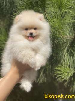 POMERANİAN BOO YAVRULAR 1