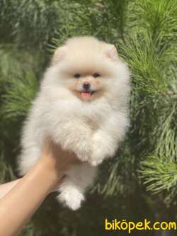 POMERANİAN BOO YAVRULAR 3