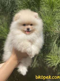 POMERANİAN BOO YAVRULAR 2