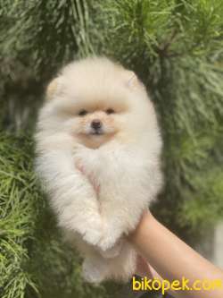POMERANİAN BOO YAVRULAR 4