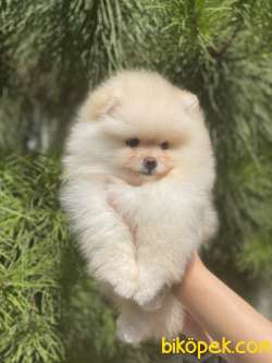 POMERANİAN BOO YAVRULAR 5