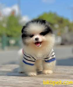 Pomeranian Boo Yavrular 1