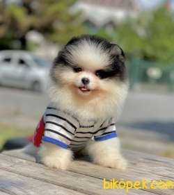 Pomeranian Boo Yavrular 3