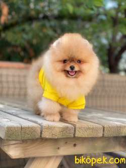 Pomeranian Boo Yavrular 1