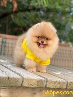 Pomeranian Boo Yavrular 2
