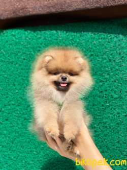 Pomeranian Boo Yavrular 4