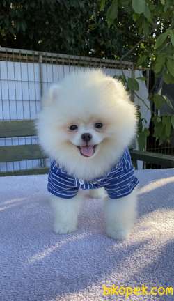 Pomeranian Boo Yavrular 1