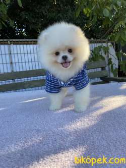 Pomeranian Boo Yavrular 3