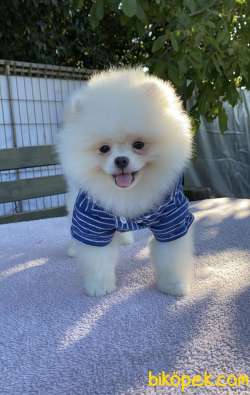 Pomeranian Boo Yavrular 2