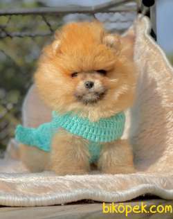 Pomeranian Boo Yavrular ❤️ 3