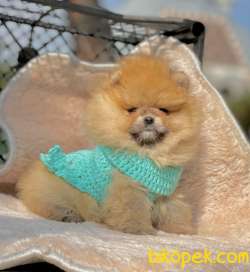 Pomeranian Boo Yavrular ❤️ 5