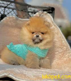 Pomeranian Boo Yavrular ❤️ 4