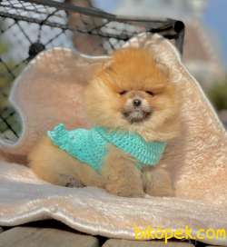 Pomeranian Boo Yavrular ❤️ 1