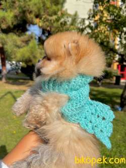 Pomeranian Boo Yavrular ❤️ 2