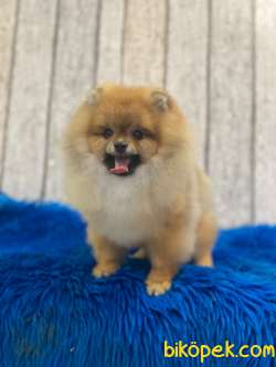 Pomeranian Boo Yavrular 2