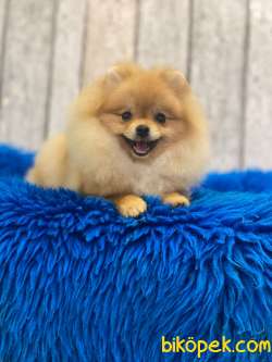 Pomeranian Boo Yavrular 3
