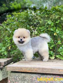 Pomeranian Boo Yavrular 2
