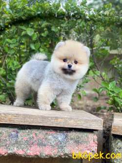 Pomeranian Boo Yavrular 1