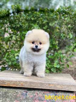 Pomeranian Boo Yavrular 4