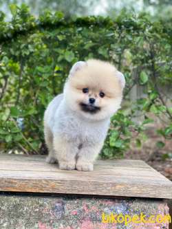 Pomeranian Boo Yavrular 3