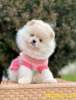 Pomeranian Boo Yavrular 1