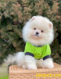 Pomeranian Boo Yavrular 3