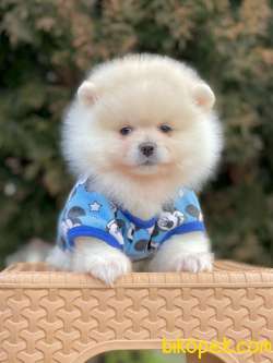 Pomeranian Boo Yavrular 4