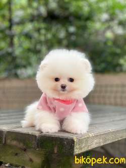Pomeranian Boo Yavrular 2