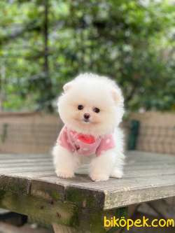 Pomeranian Boo Yavrular 4