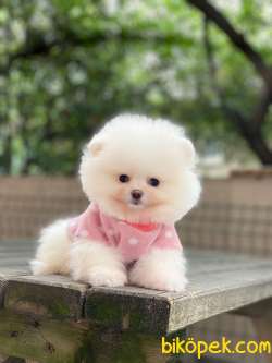 Pomeranian Boo Yavrular 3