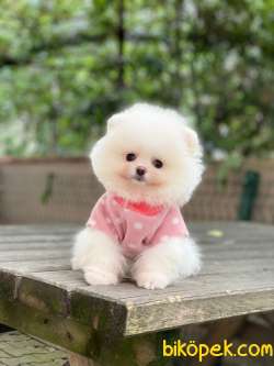 Pomeranian Boo Yavrular 5