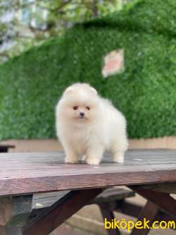 Pomeranian Boo Yavrular 27 2