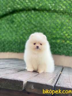 Pomeranian Boo Yavrular 27 3