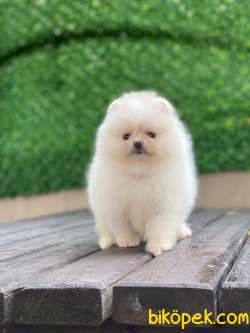 Pomeranian Boo Yavrular 27 5